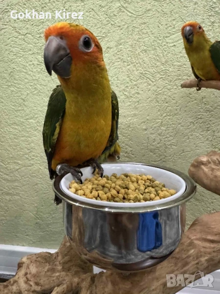 Папагали Слънчева Аратинга, снимка 1