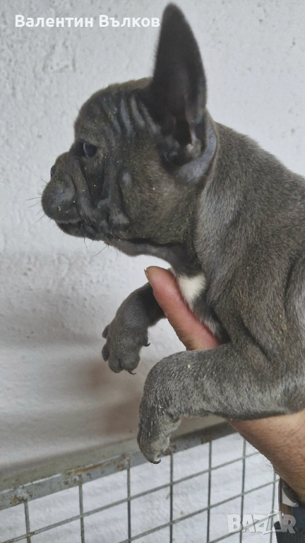 Френски булдочета , снимка 1