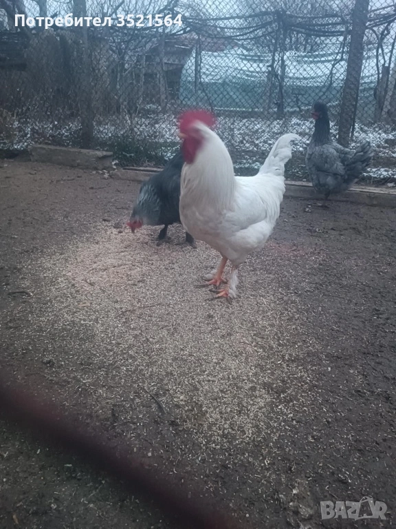 Домашни петли , снимка 1