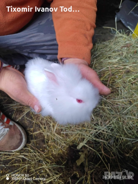 Декоративни зайчета, снимка 1