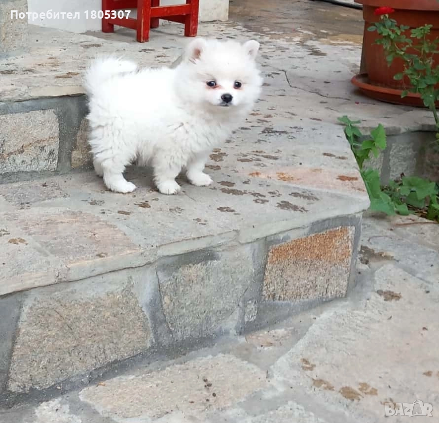 Продавам женско кутре на четири месеца с ваксинирано с паспорт 400 лв, снимка 1