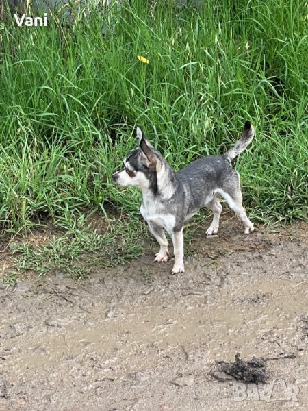 Чихуахуа за разплод , мини Чихуахуа, снимка 1