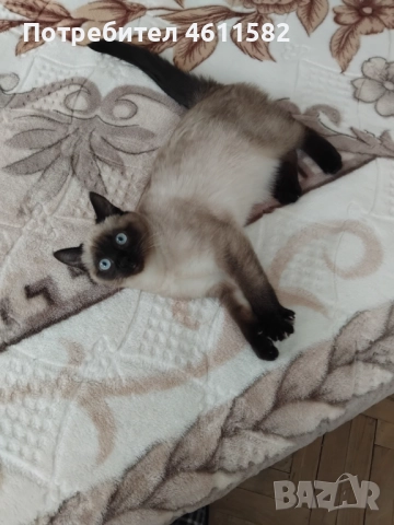 Продавам сиамски котенца, снимка 2 - Сиамска - 51921401