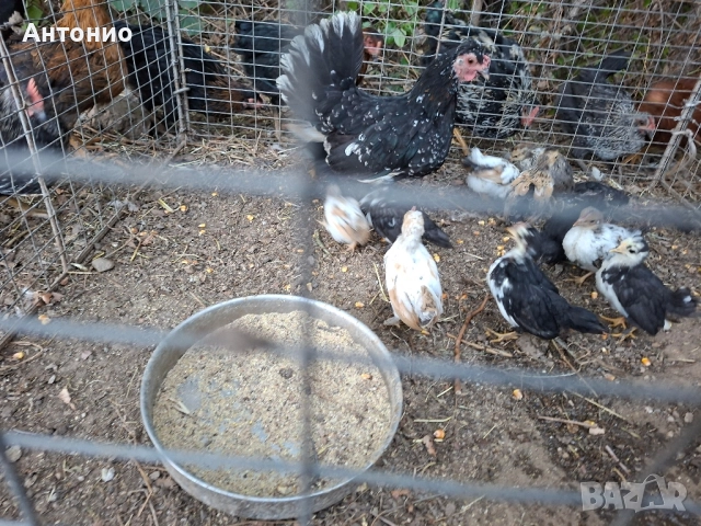 продавам джинки , снимка 2 - Кокошки и пуйки - 52171441