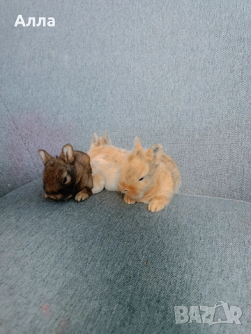 Декоративно зайчета, снимка 2 - Декоративни зайчета - 52968410