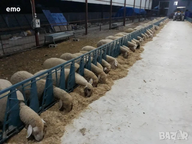 хранилка и капани за овце и кози прамо цена 1000лв, снимка 2 - Овце - 51398582