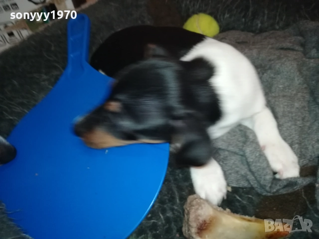 бебе ДЖАК РЪСЕЛ ТЕРИЕР 2111251016, снимка 5 - Джак ръсел териер - 52488853