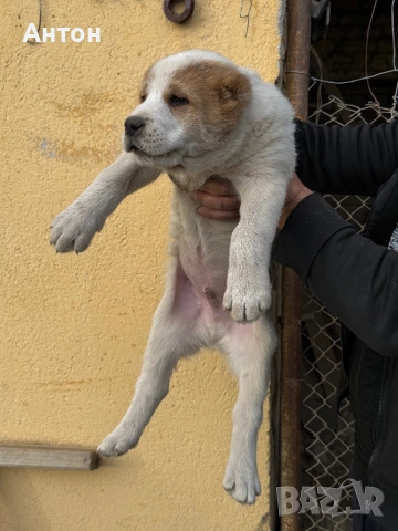 Алабай (Средно Азиатска овчарка), снимка 4 - Алабай - 52940508