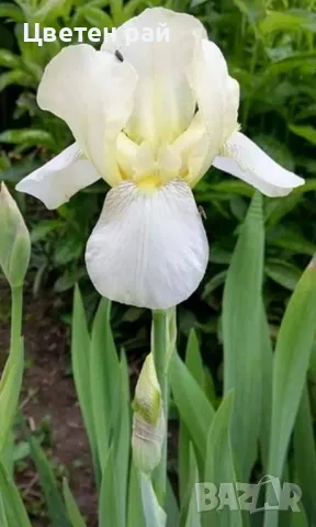 Ризоми на ириси, снимка 11 - Градински цветя и растения - 48481657