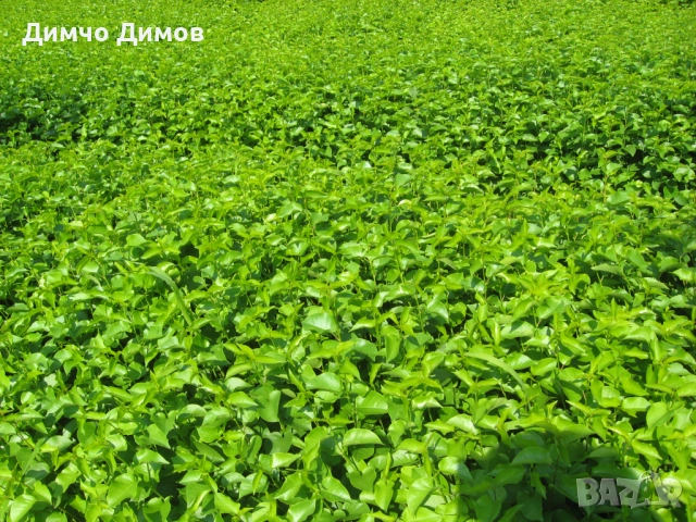 Продавам подложки махалебка и джанка, снимка 4 - Сортови семена и луковици - 52732245