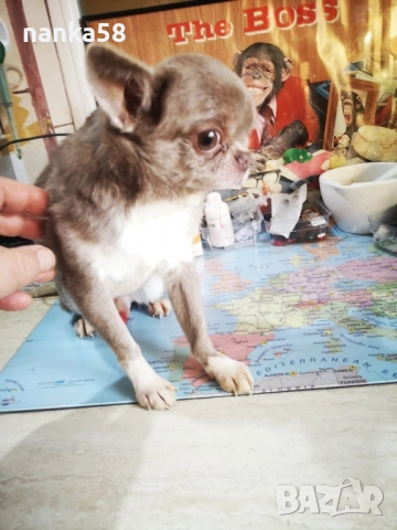 Продавам чихуахуа, снимка 3 - Чихуахуа - 52630064