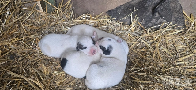 Алабай, снимка 10 - Други - 53196094