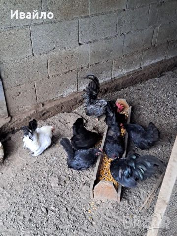 Шабо, снимка 4 - Други животни - 52798064