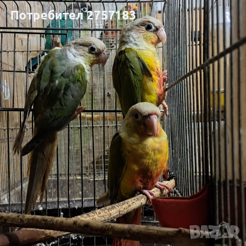 продавам папагали пирура, снимка 8 - Папагали - 53227317