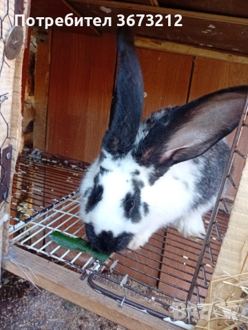 Продавам женски заек на 6 месеца , снимка 2 - Други - 52179336