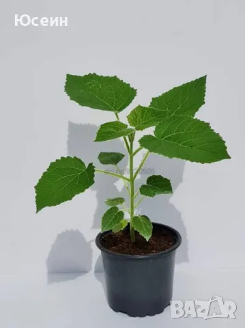 Разсад от пауловния , снимка 1