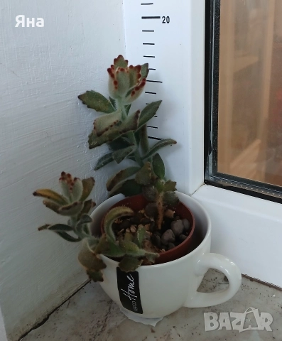 Сукуленти и кактуси , снимка 8 - Стайни растения - 52695803
