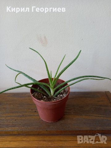 Продавам цветя - коледарче, мушкато, алое  и други, снимка 3 - Стайни растения - 20479456