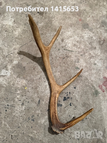 Продавам рог от сръндак, снимка 2 - Други ценни предмети - 52528946