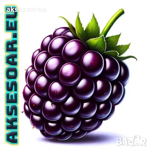 Висококачествени нови семена от хранителна Къпина без бодли Rubus rusticanus 50+ семена антиоксидант, снимка 8 - Сортови семена и луковици - 50332260