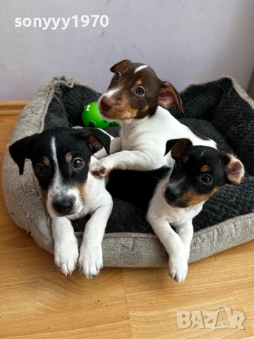 ДЖАК РЪСЕЛ В ТРИ ЦВЯТА 0412250808