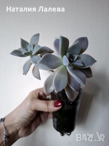 Граптопеталум, Graptopetalum