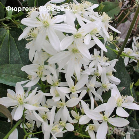 Клематис - Вечнозелен Цвят - Бял И розов, снимка 2 - Разсади - 53489678