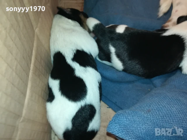 ДЖАК РЪСЕЛ-БЕБЕТА ПО 250ЛВ 1508251800, снимка 13 - Джак ръсел териер - 51378172