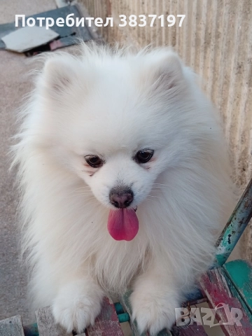 мъжки със всичко необходимо за момента , снимка 3 - Други животни - 51608683