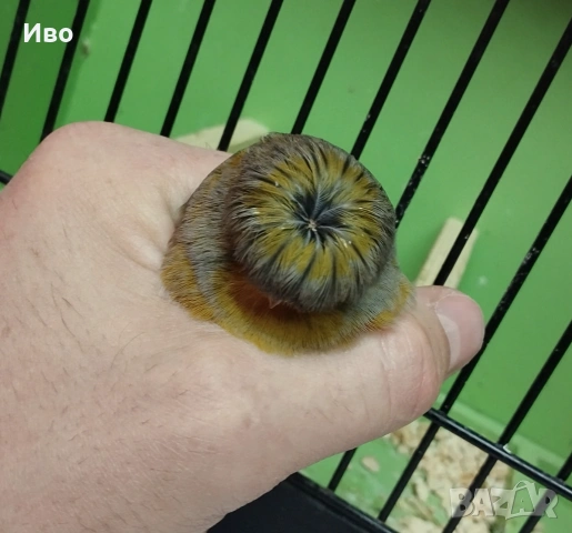 Глостери , снимка 7 - Канари - 53037062