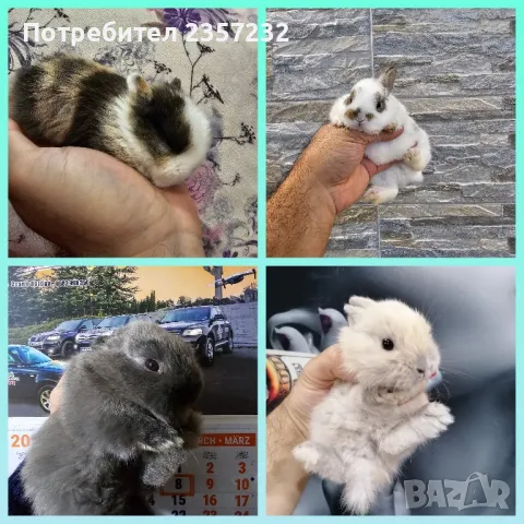 Мини зайци от мини ферма, снимка 6 - Декоративни зайчета - 26037003