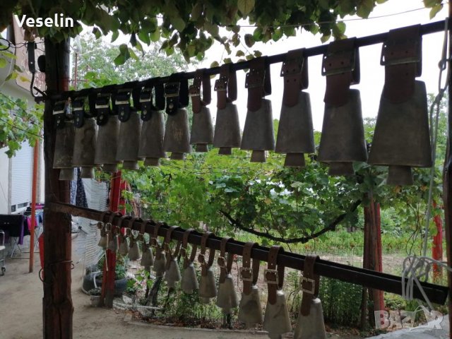 Чанове, със колани и без колани ., снимка 5 - Други животни - 26361728