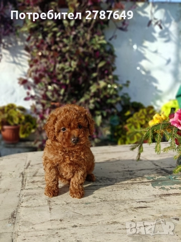 Той пудел, снимка 7 - Пудели - 52632120