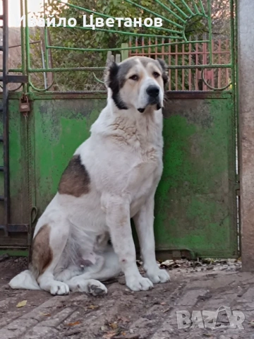 Алабай, снимка 6 - Алабай - 53302176