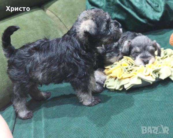 Минишануцер, цвергшнауцер , снимка 4 - Други - 52504946