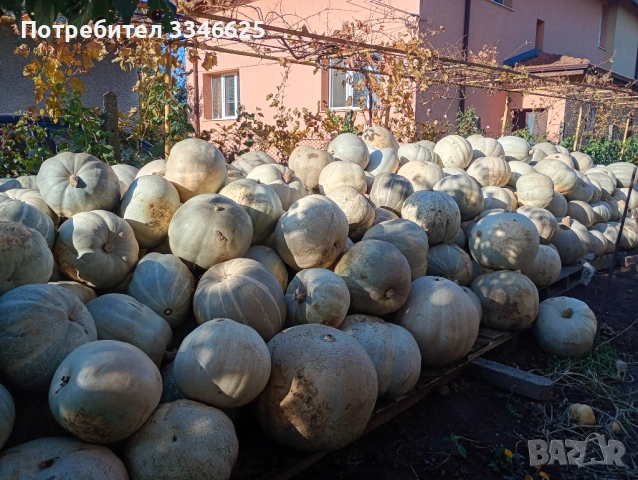 Бяла тиква кестен, снимка 4 - Домашни продукти - 52309229