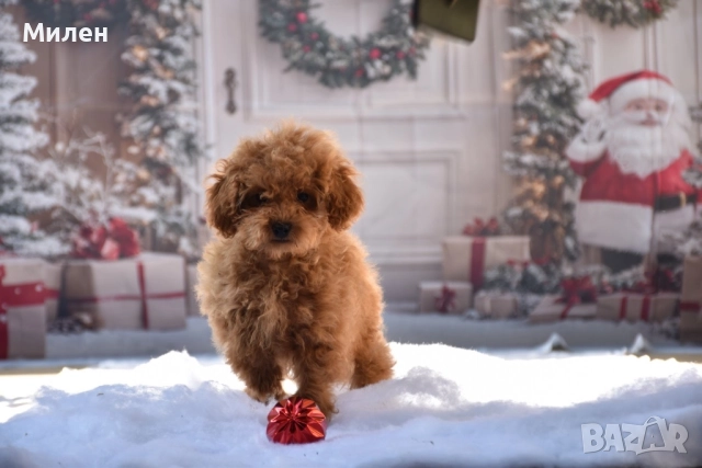 Той пудел (Toy poodle), снимка 5 - Пудели - 52534062