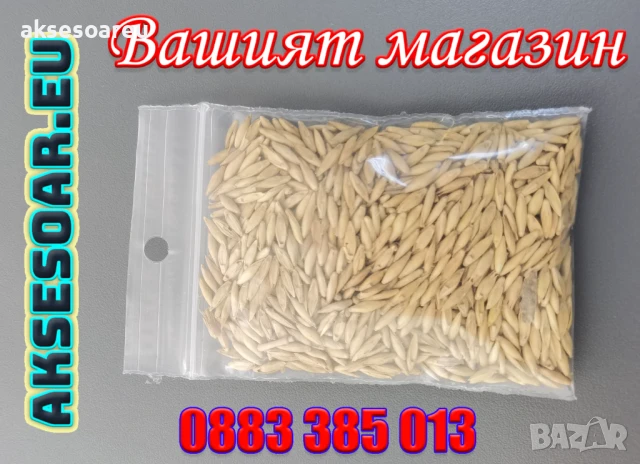 Качествени Семена от бамбук Bambusa arundinacea бързо растящи бамбукови растения за украса на дома, снимка 11 - Сортови семена и луковици - 50483666