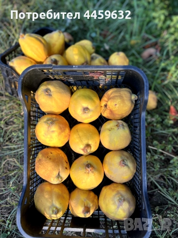 Дюли за ракия 