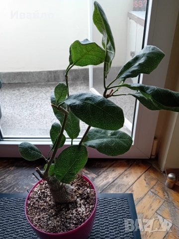 Сукуленти само за ценители, снимка 5 - Стайни растения - 35248161