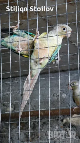 Млади пирура молина хипоксантия, снимка 4 - Папагали - 39436409