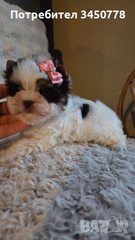 мини момиченце йоркшир биро, снимка 8 - Йоркширски териер - 53513378