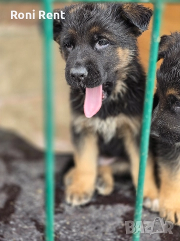 Немски Овчарки !, снимка 2 - Немска овчарка - 52650450