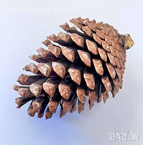 шишарки, снимка 1