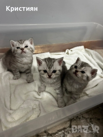 Британската късокосместа, снимка 2 - Британска късокосместа - 52415995