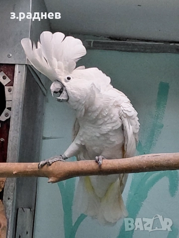 Какаду алба, снимка 3 - Папагали - 52251378