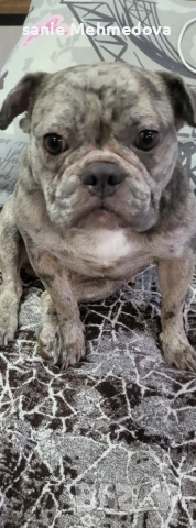 Френски булдог на 2год, снимка 2 - Френски булдог - 53342939