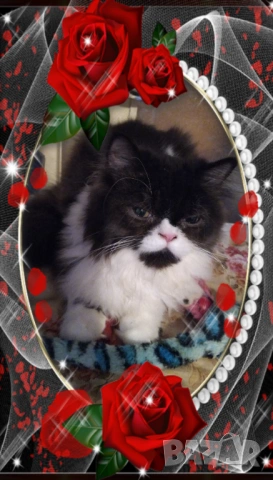  Ваксинирани персийски дългокосмести многоцветни принцове,с ЕС паспорт,микрочип домашни любимци!, снимка 12 - Други - 42172667