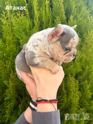 Френски булдог, снимка 5 - Френски булдог - 52548331