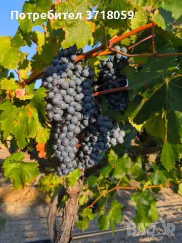 Продавам Сливенска шевка , снимка 1